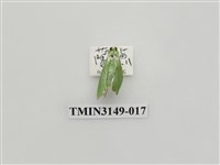 藏品(螟蛾300)的圖片